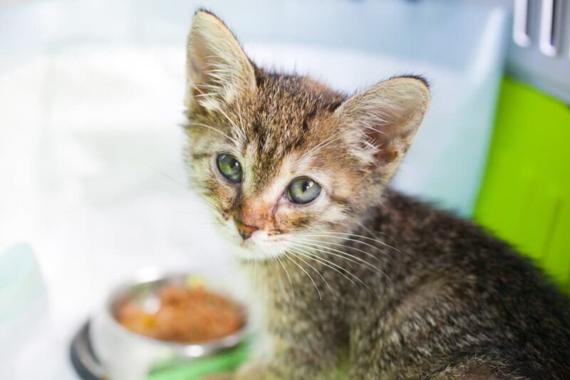 What Do Kittens Eat? | Great Pet Care