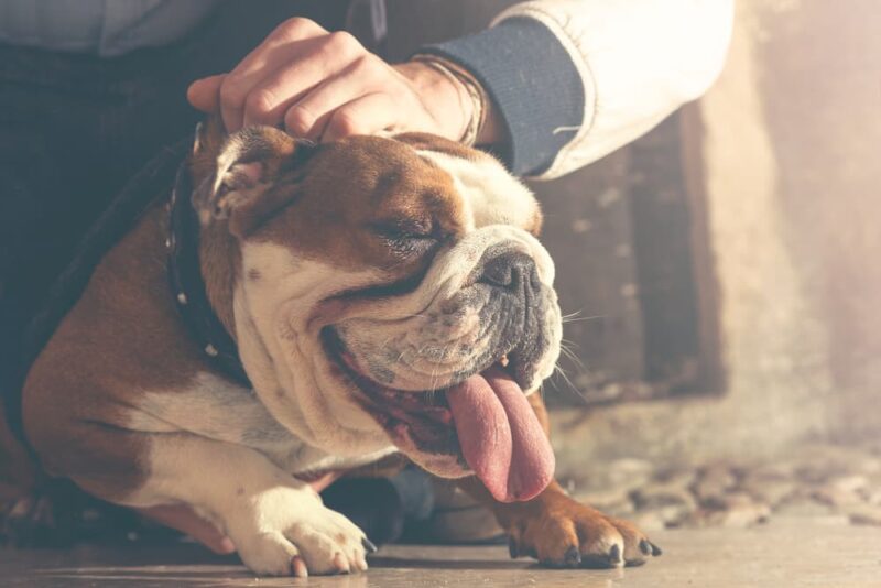 Theophylline for Dogs Great Pet Care