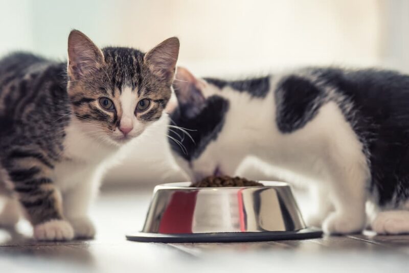 What Do Kittens Eat? Great Pet Care