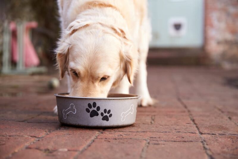 Can Dogs Eat Salmon? Great Pet Care