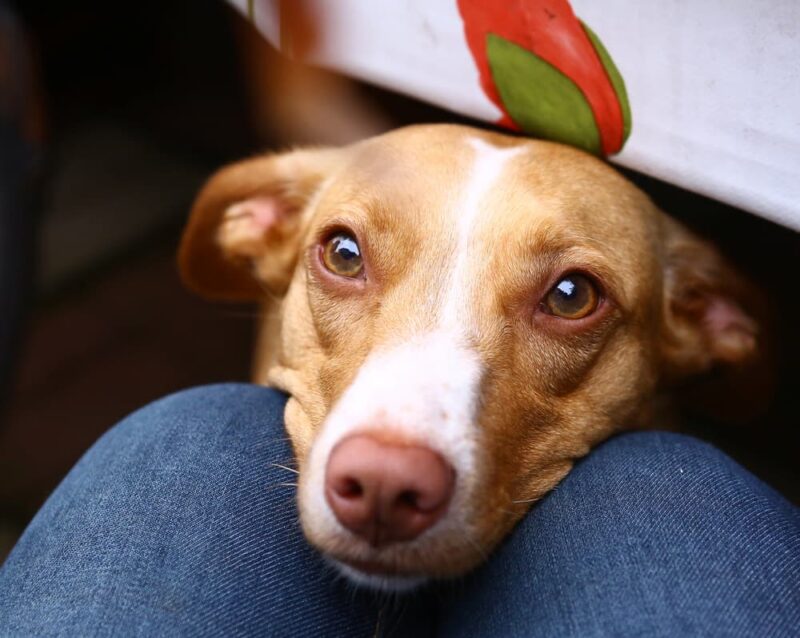 Is Papaya Good for Dogs? Great Pet Care