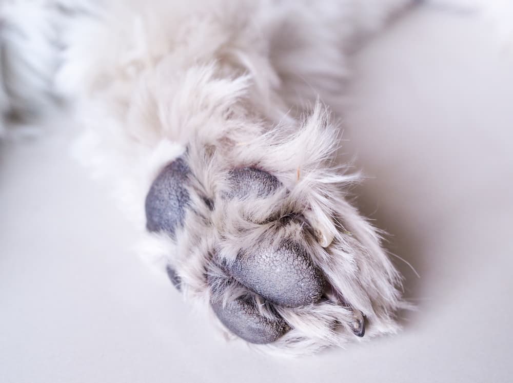 Dog paw with dry cracks