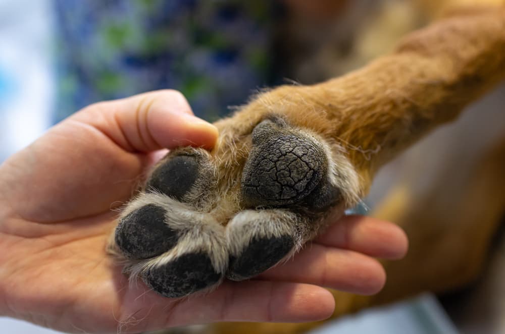 Treating dog dry paw