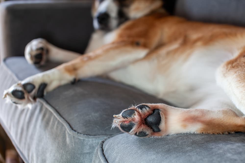 why does my dog have hairy paws