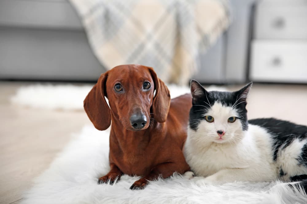 7 Best Probiotics for Dogs and Cats 7 Best Probiotics for Dogs and Cats