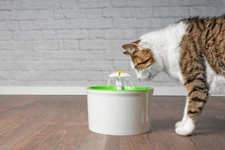 How Long Can a Cat Go Without Water? Great Pet Care
