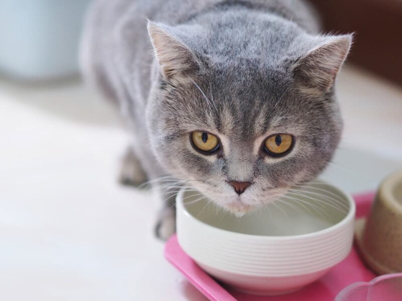 How Long Can a Cat Go Without Water? Great Pet Care