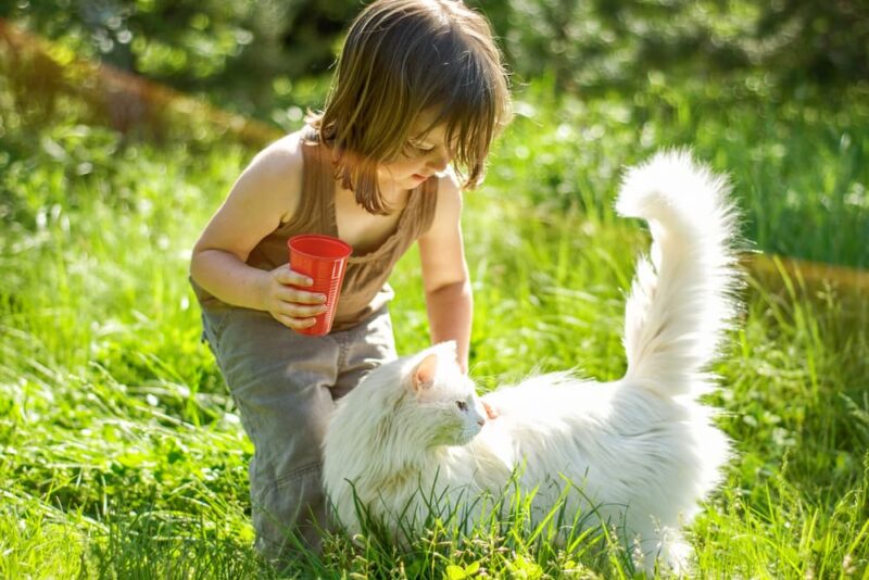 Kids and Cats: 10 Tips to Promote Bonding | Great Pet Care