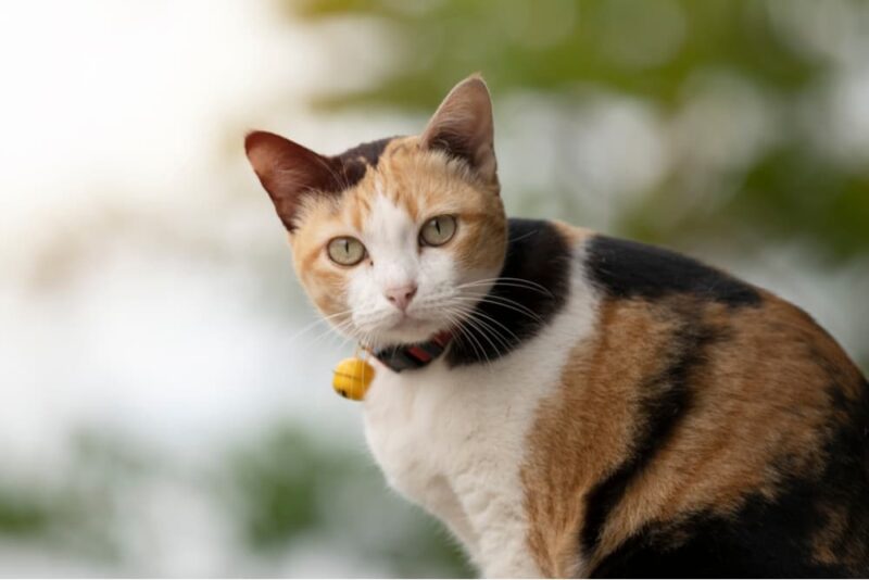 Can Cats Eat Celery? Great Pet Care