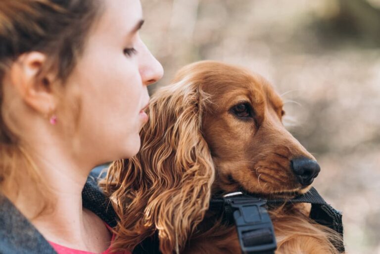 How to Clean a Dog Wound Great Pet Care