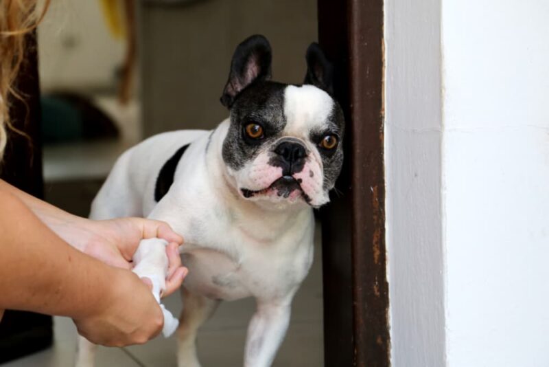 How to Clean a Dog Wound Great Pet Care