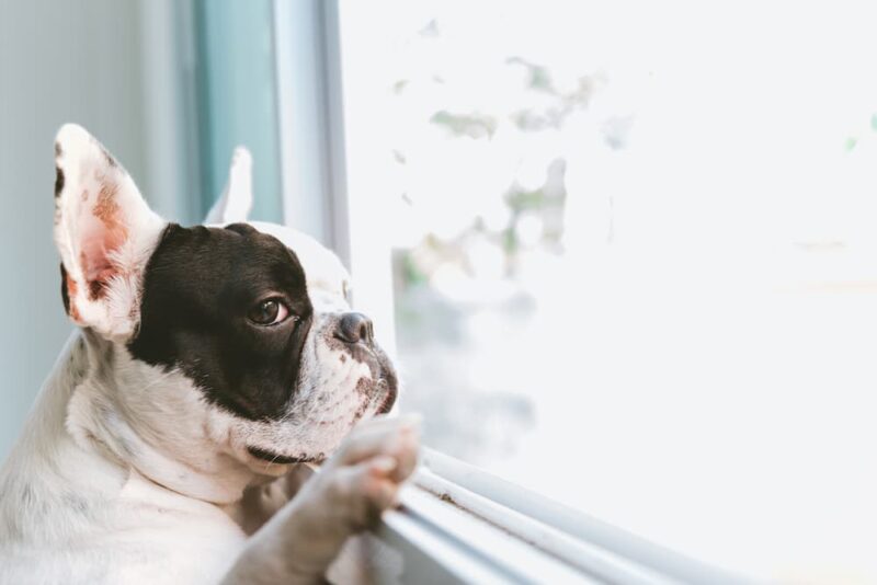 9 Signs of Loneliness in Dogs Great Pet Care