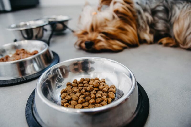 Does Dog Food Expire? Great Pet Care