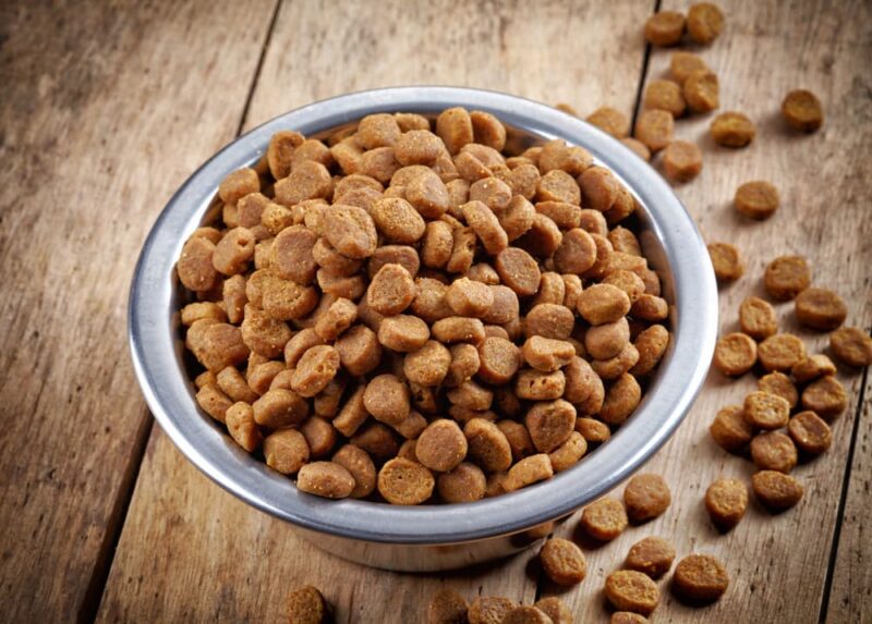 Does Dog Food Expire? Great Pet Care