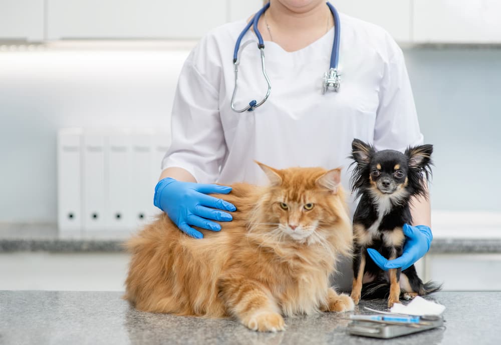 8 Best Pet Insurance Companies | Great Pet Care