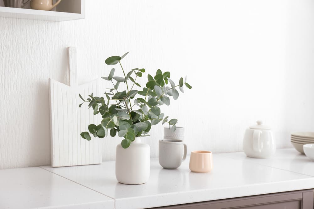 Eucalyptus branches in a vase on kitchen counter