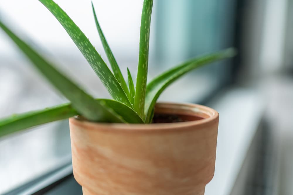 Close up of aloe vera potted plant on a window sil