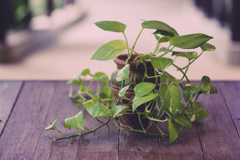 Potted devil's ivy plant on top of a wooden table