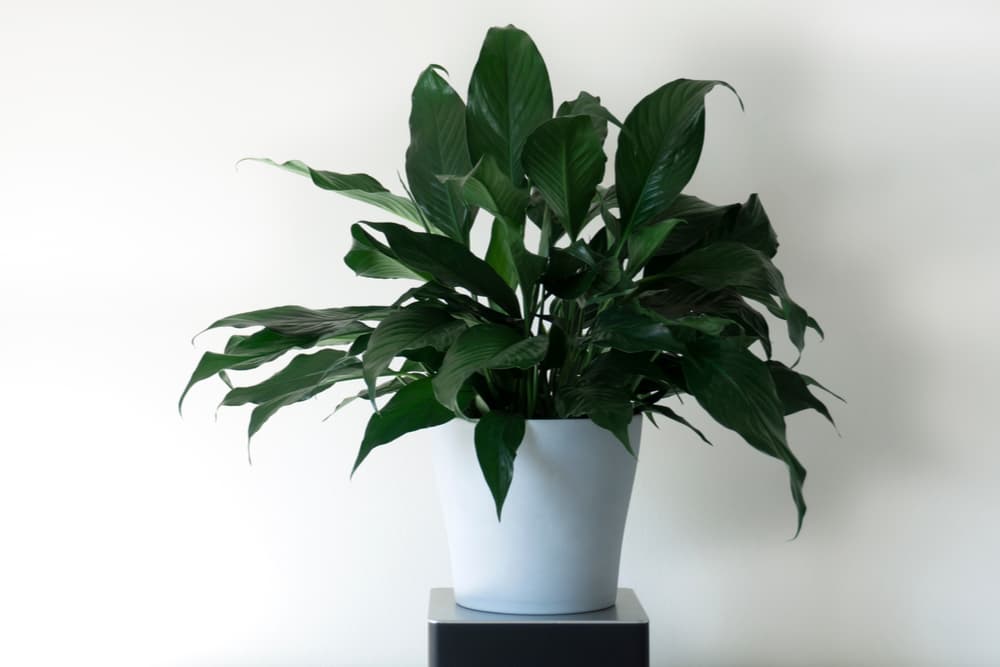 Potted peace lily plant in the home