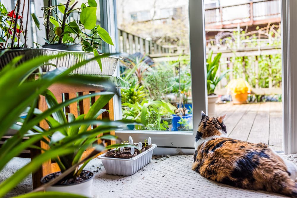 Cat laying comfortably in house surrounded by plants