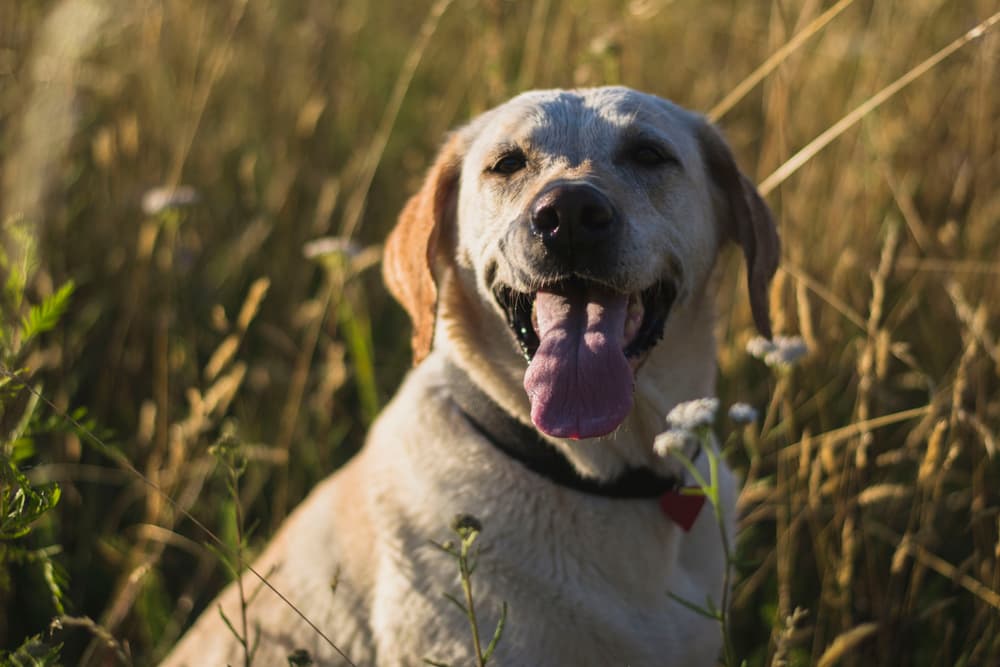 Hemp for Dogs: Putting HempMy Pet to the Test Hemp for Dogs: Putting HempMy Pet to the Test
