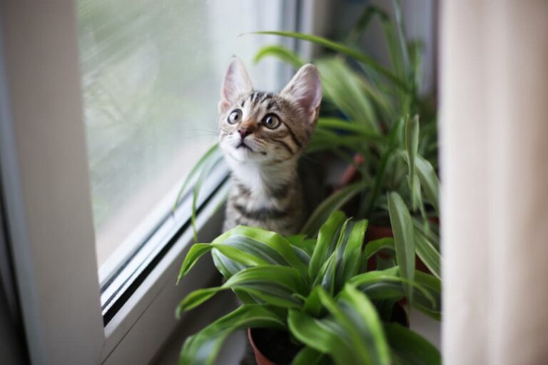 Cat sitting on a windowsill with plants