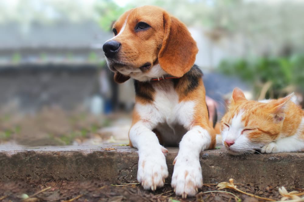 Pawscout Review: Putting the ‘Smarter Pet Tag’ to the Test Pawscout Review: Putting the ‘Smarter Pet Tag’ to the Test