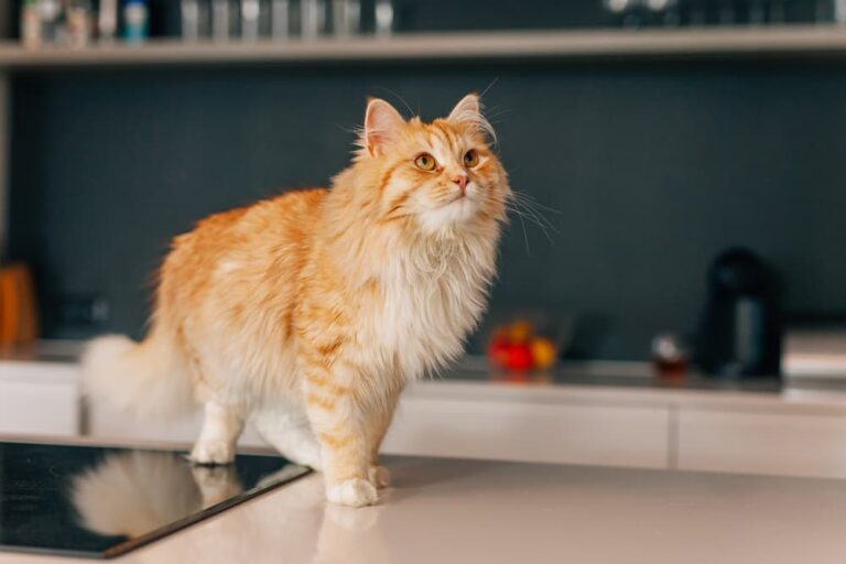 Cat Food Storage 7 Tips for Safety Great Pet Care