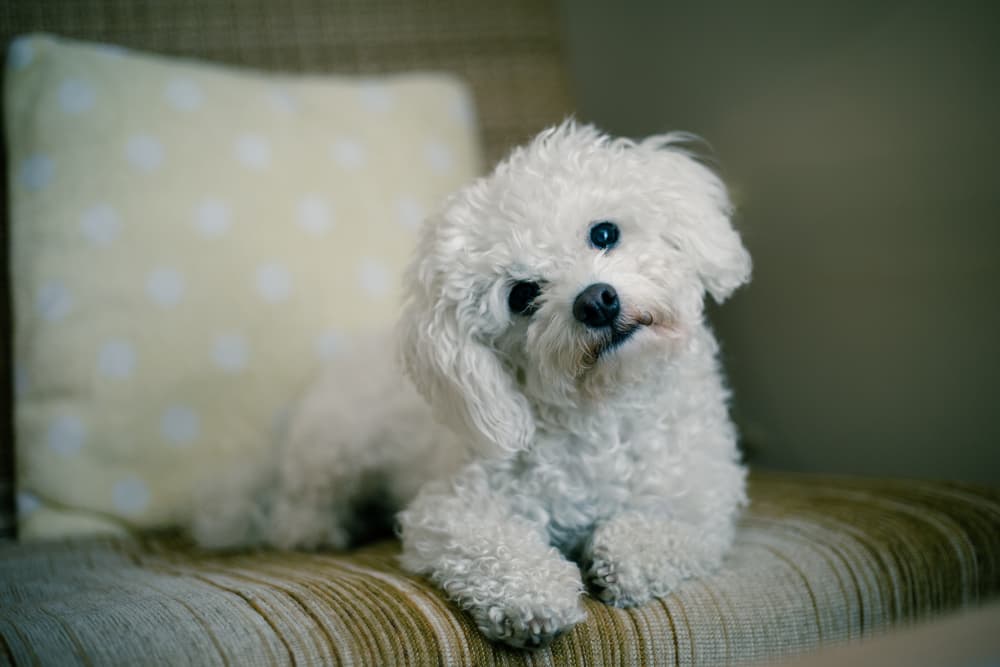 Dog sitting on couch with tilted head