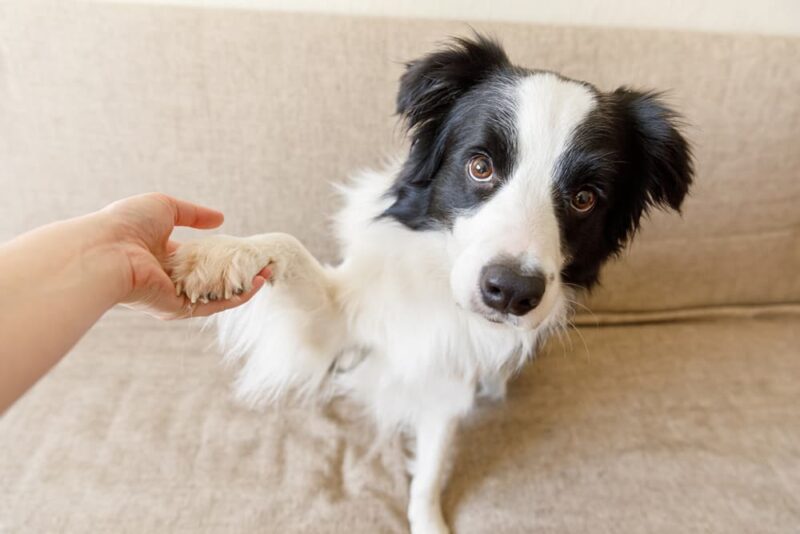 Dog Dewclaw Injuries Everything You Need to Know Great Pet Care
