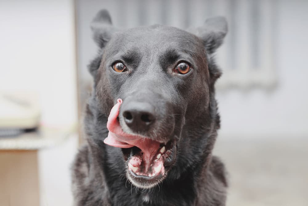 High-Protein Dog Food: 8 Best Formulas to Try High-Protein Dog Food: 8 Best Formulas to Try