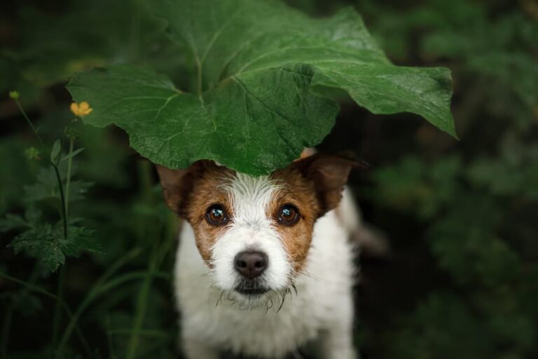 Lost dog hiding in a bush