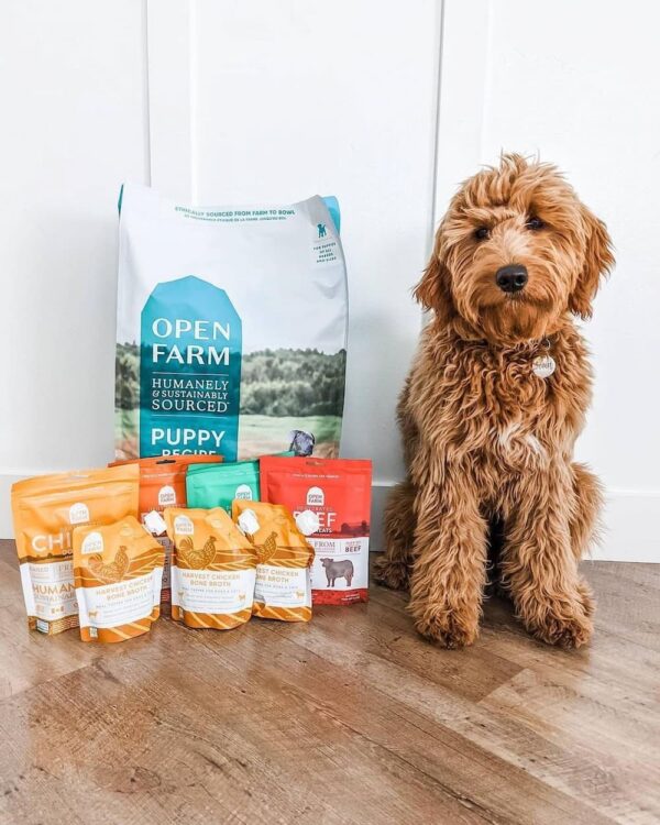 Dog Food for Picky Eaters 8 Best Options in 2023 Great Pet Care