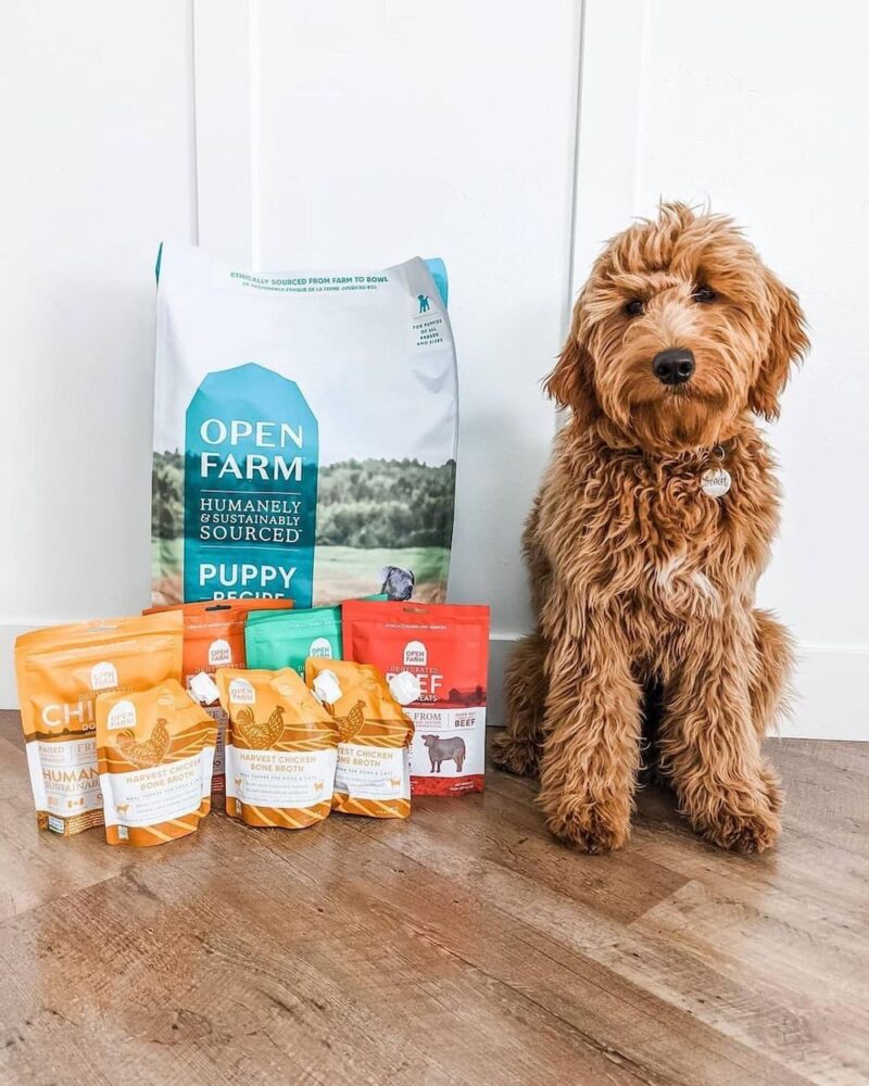 Dog Food for Picky Eaters 8 Best Options in 2023 Great Pet Care
