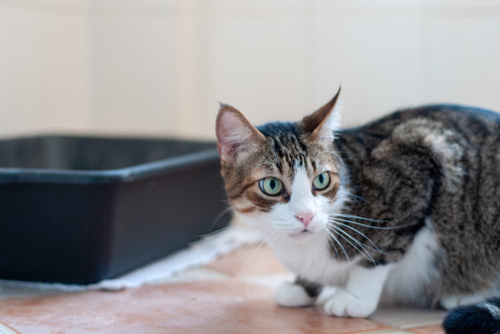 Cat sitting next to a dirty litter box a smell that cats hate