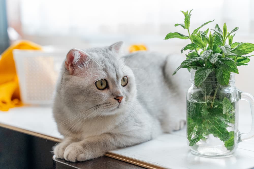 Cat sitting on kitchen table unhappy next to jar of herbs a smell the cat hates