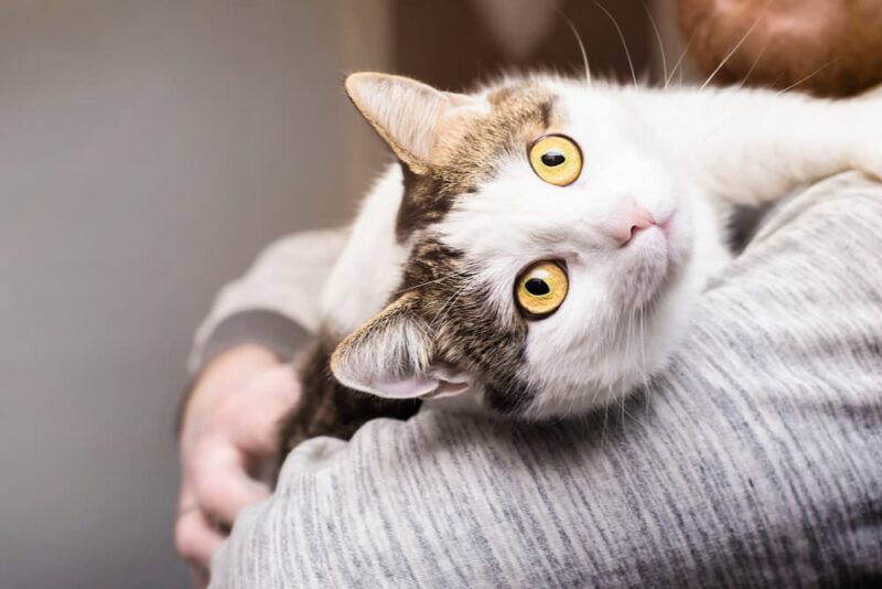 What Smells Do Cats Hate? Great Pet Care