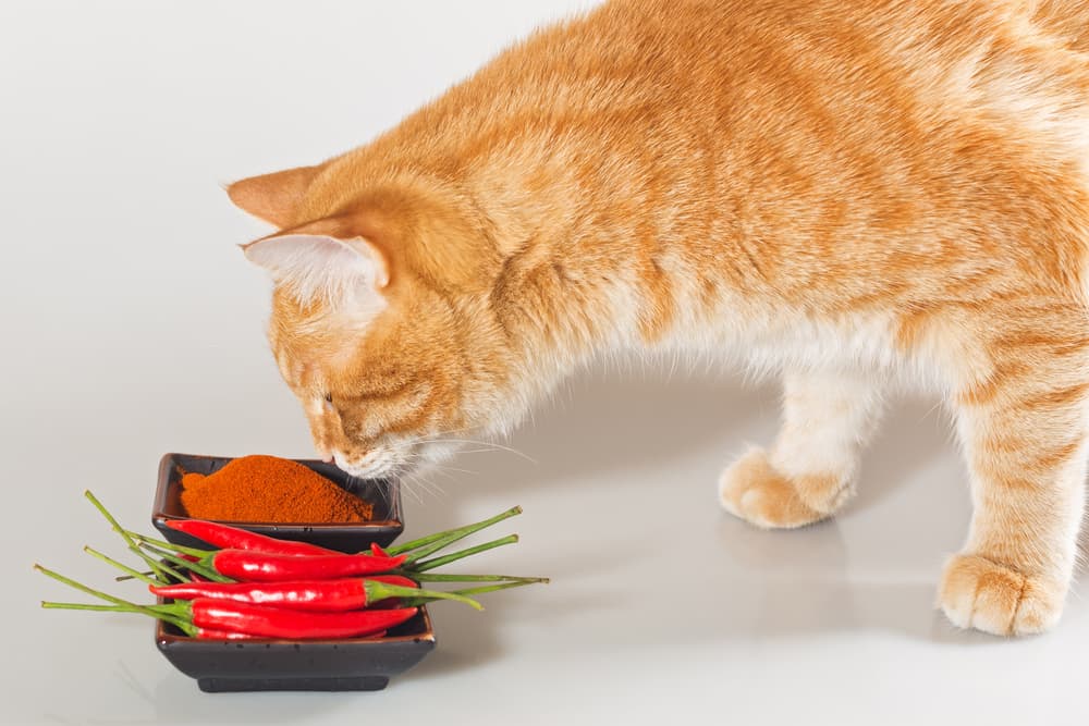 Cat smelling peppers and hates the smell