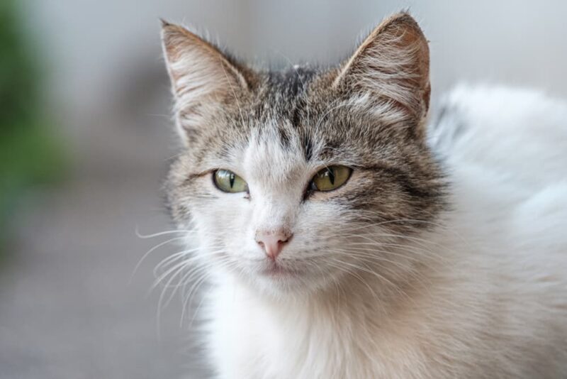 What Smells Do Cats Hate? Great Pet Care