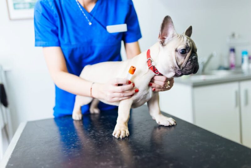 UTI in Dogs Great Pet Care