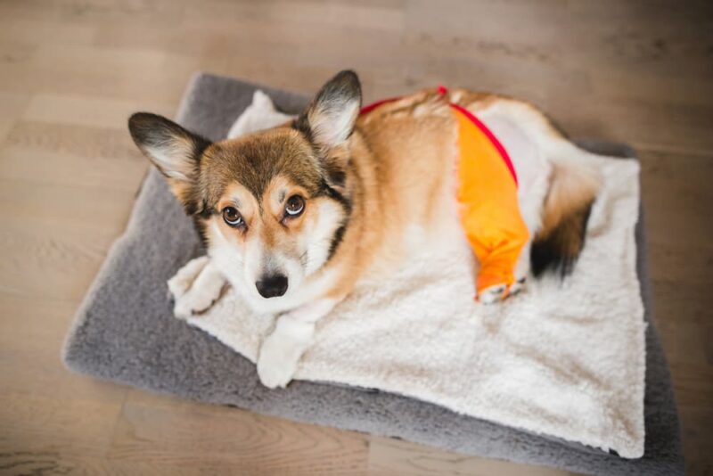 Carprofen for Dogs Great Pet Care