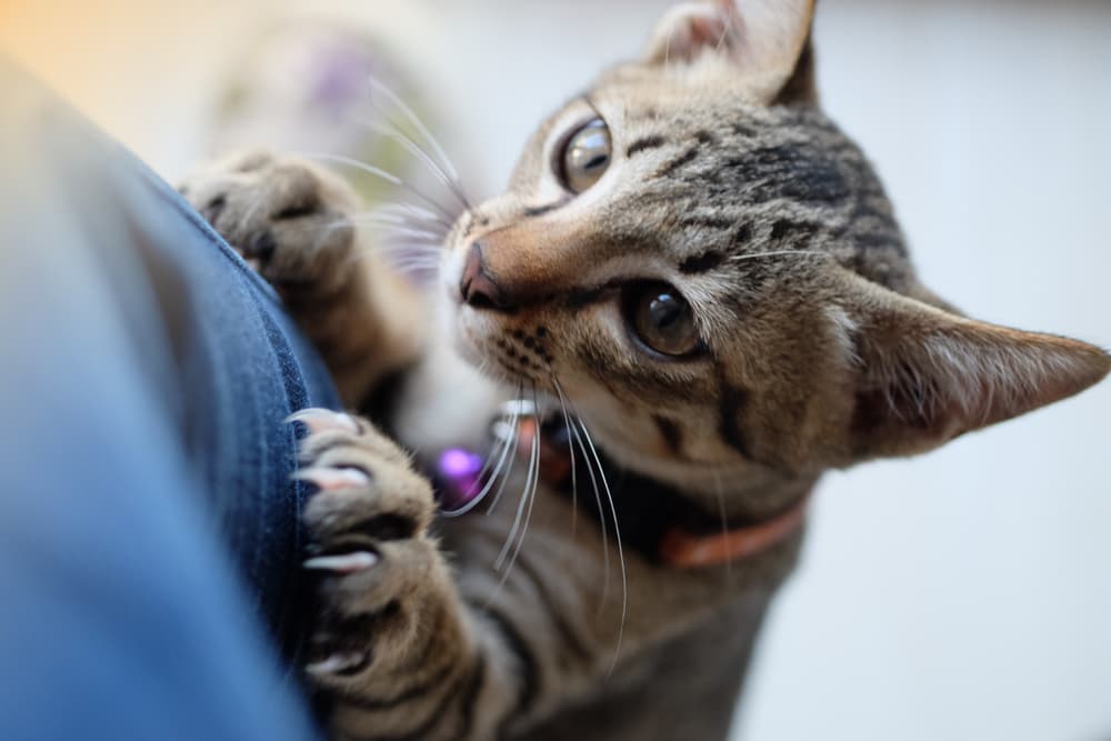 Cat crawling up the the leg of owner