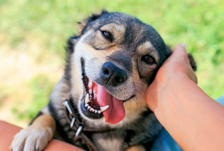 Dog looking up to owner with sweet puppy dog eyes