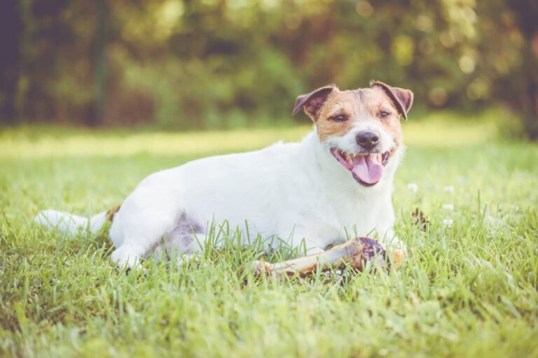 Dog laying in the grass with a bone