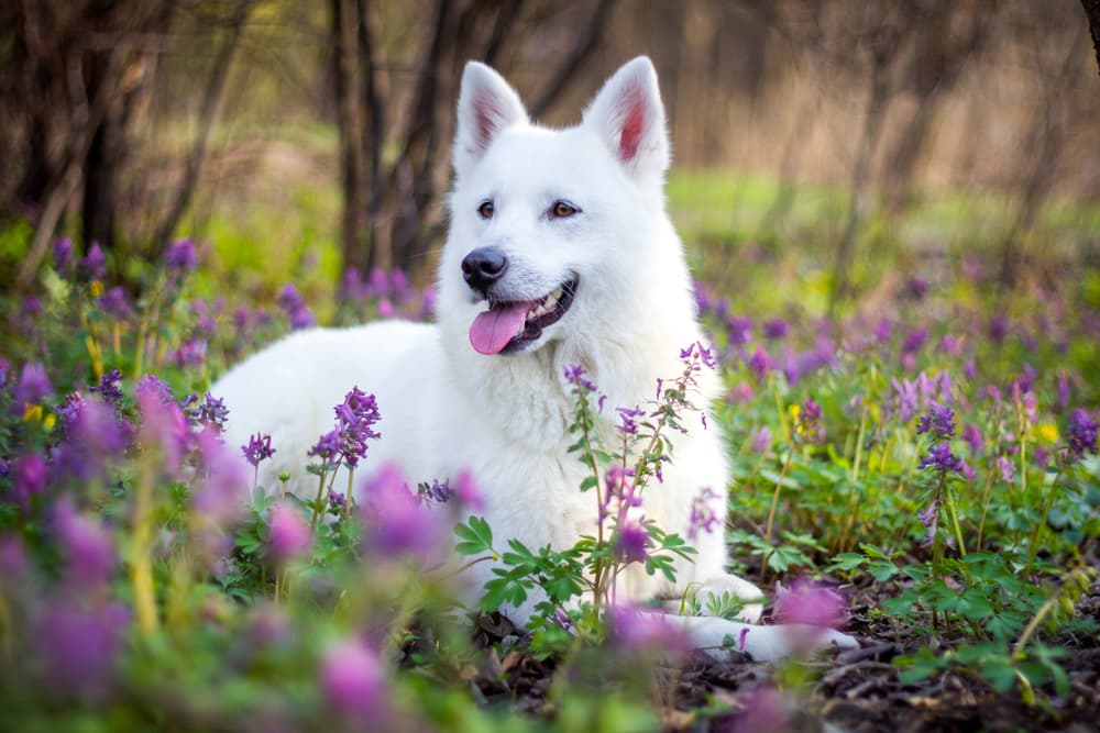 Dog in a beautiful field of purple flowers