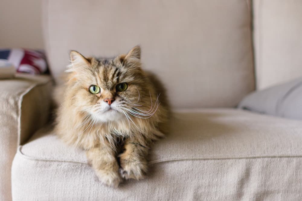 Large long haired cat sitting on couch