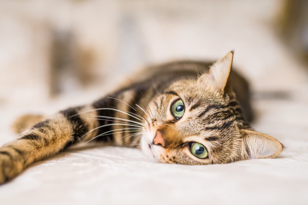 Cat stretching on its own at home