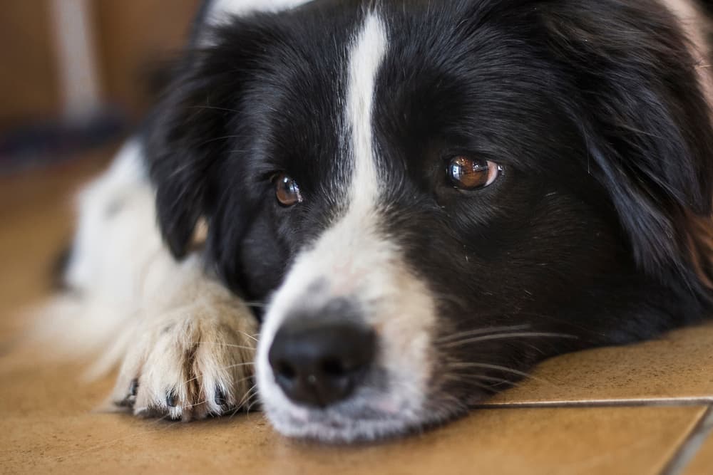 Dog laying down after a visit to the vet about the dog vision