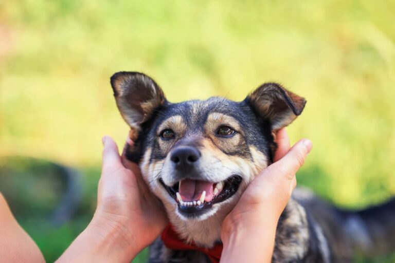 Oatmeal Dog Shampoo Benefits and Uses Great Pet Care