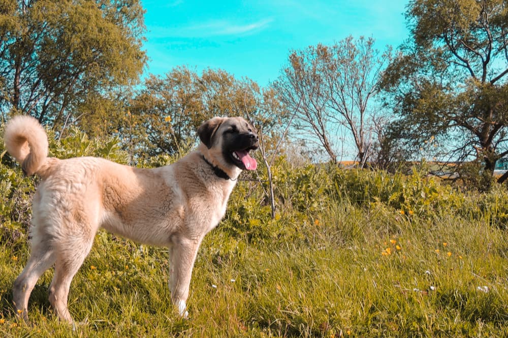 Kangal Shepherd dog standing in a field